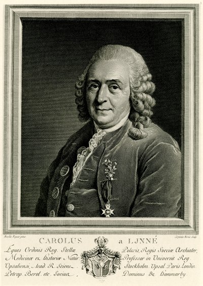 Karl von Linné von German School
