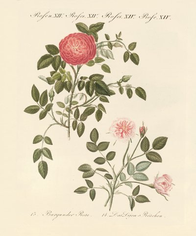 Arten von Rosen von German School