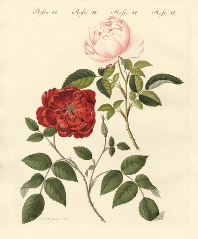 Arten von Rosen von German School