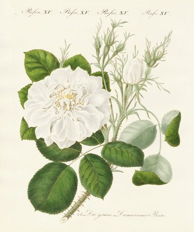 Arten von Rosen von German School