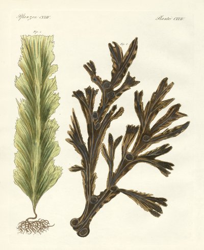 Arten von Seetang (kolorierte Gravur) von German School