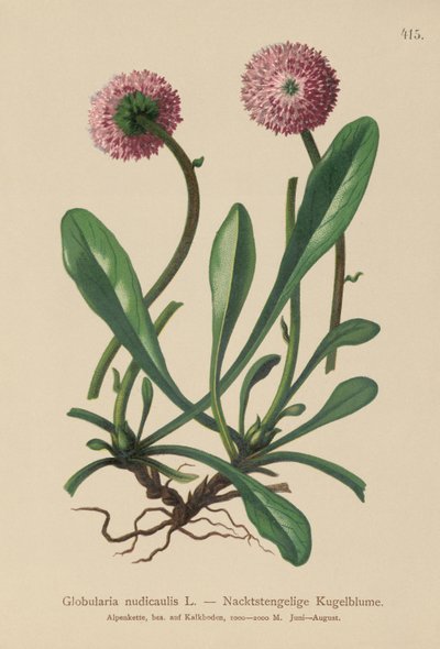 Stängellose Kugelblume von German School