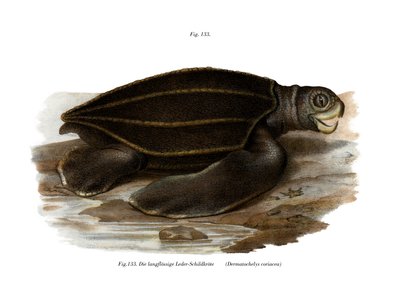 Lederschildkröte von German School