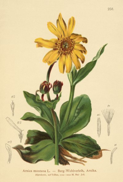 Arnika von German School