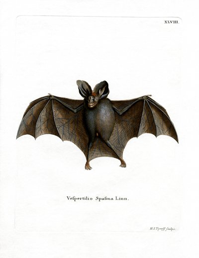 Kleine Falsche Vampirfledermaus von German School