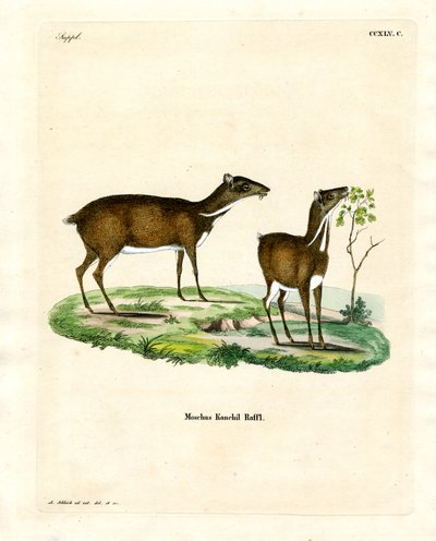 Kleiner Mausdeer von German School
