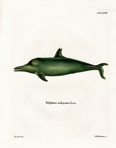 Malaiischer Delfin von German School