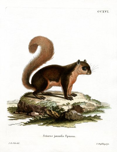 Malaiisches Eichhörnchen von German School