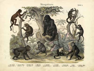 Säugetiere, ca. 1860 von German School
