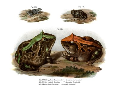 Marmorierter Vieraugenfrosch von German School