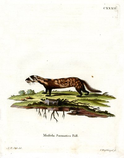 Marmorierter Iltis von German School