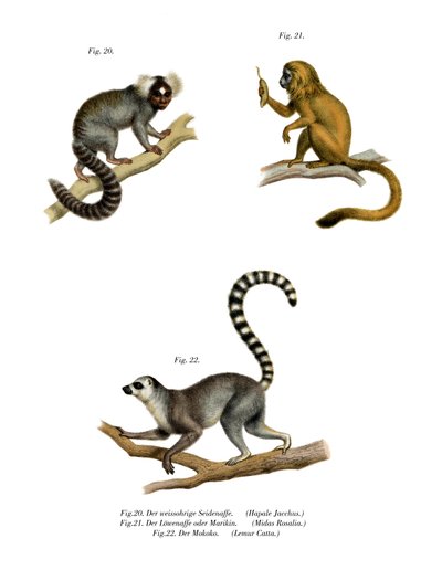 Krallenaffe, 1860 von German School