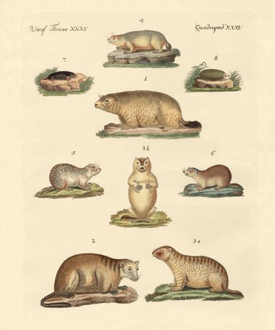Murmeltiere und Maulwürfe von German School