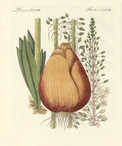 Medizinische Pflanzen von German School