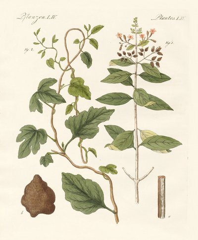 Heilpflanzen von German School