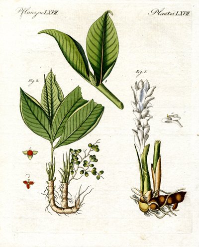 Medizinische Pflanzen von German School