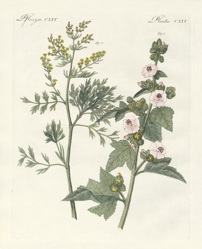 Medizinische Pflanzen von German School