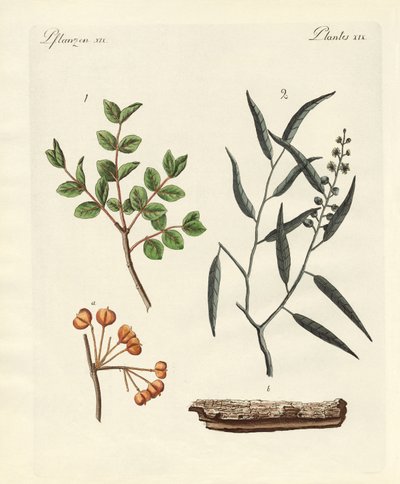 Heilpflanzen von German School