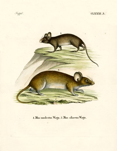 Mäuse von German School