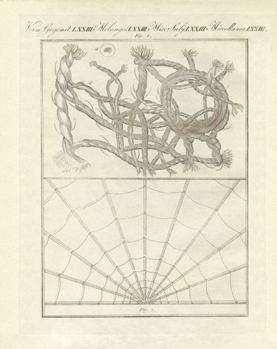 Mikroskopische Objekte von German School