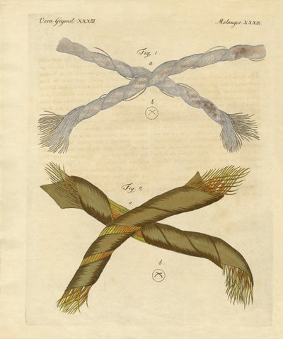 Mikroskopische Objekte von German School
