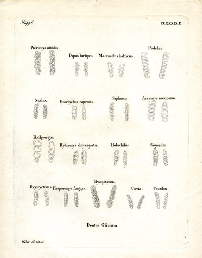 Backenzähne von German School