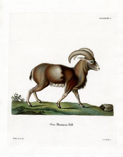 Mufflon von German School