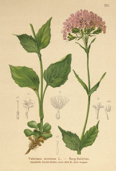 Berg-Baldrian (Valeriana montana) von German School