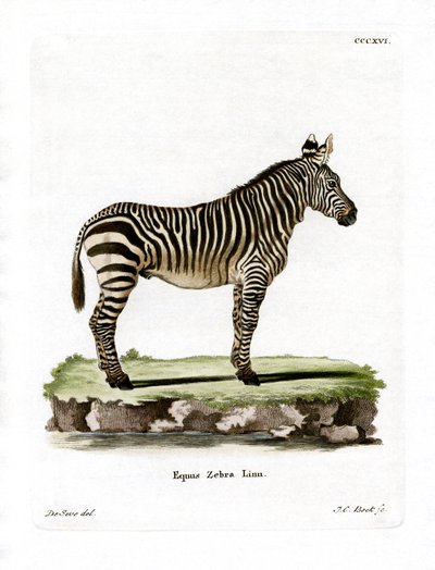 Bergzebra von German School