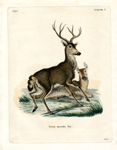 Maultierhirsch von German School