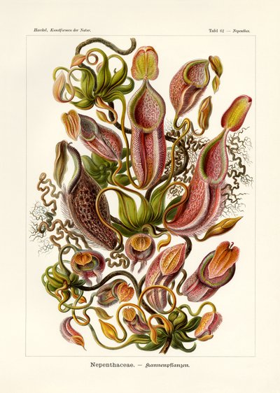 Nepenthaceae von German School