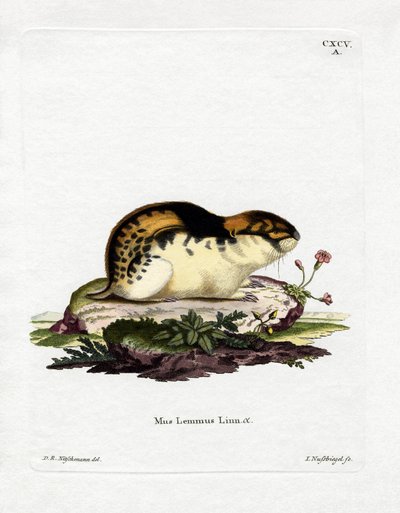 Norwegischer Lemming von German School