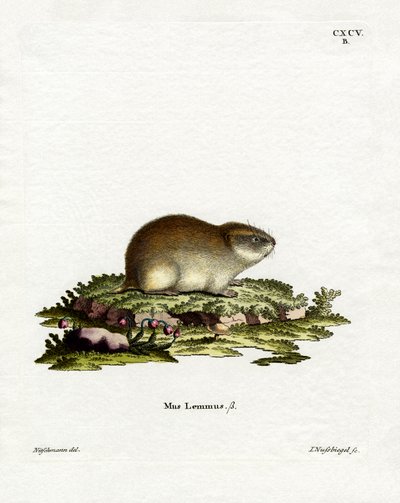 Norwegischer Lemming von German School
