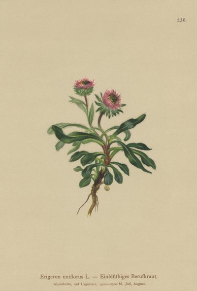 Einblütiges Berufkraut (Erigeron uniflorus) von German School