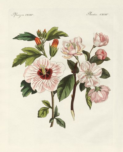 Zierpflanzen von German School