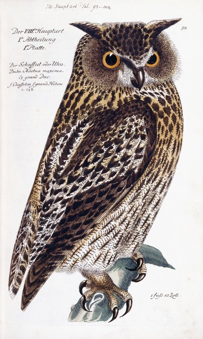 Eule, 1733-1763 von German School