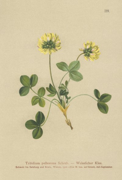 Blasser Klee von German School