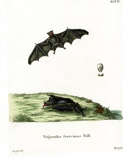 Pallas-Langzungenfledermaus von German School