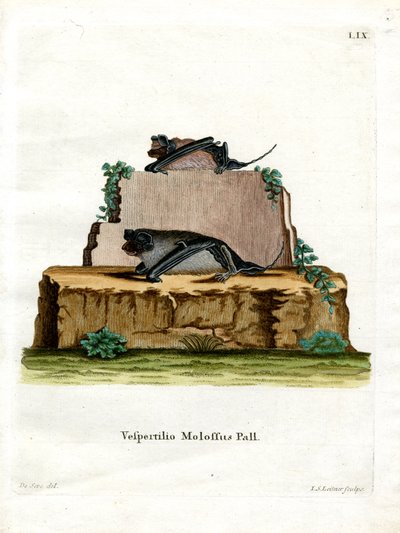 Pallas-Fledermaus von German School