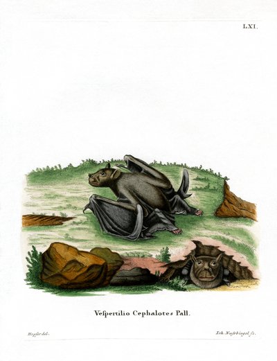 Pallas-Röhrennasenfledermaus von German School