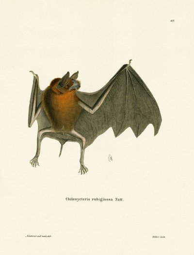 Parnells Schnurrbartfledermaus von German School
