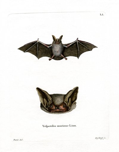 Buntfledermaus von German School