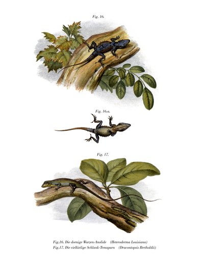 Pfirsich-Anolis von German School