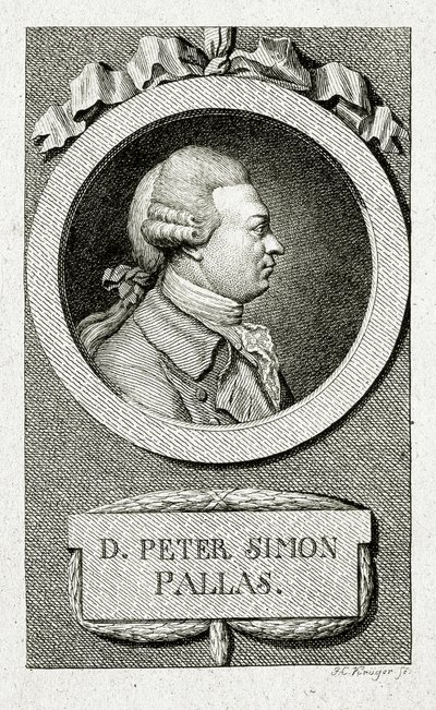 Peter Simon Pallas. (1741 – 1811) von German School