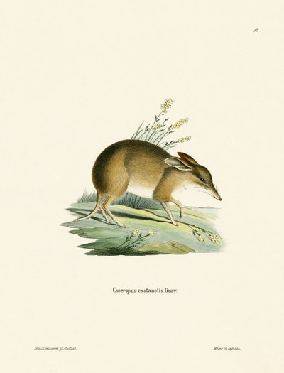 Schweinsfuß-Bandicoot von German School