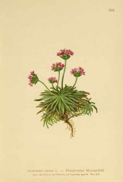 Rosa Mannsschild (Androsace carnea) von German School