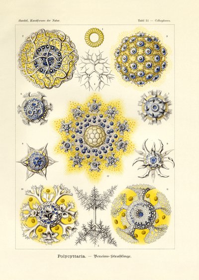 Polycyttaria von German School