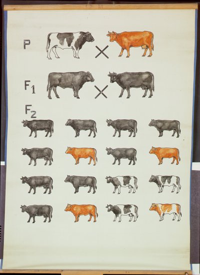 Poster, das Mendels Gesetz bei Rindern zeigt von German School