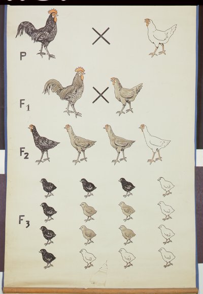 Poster, das Mendels Gesetz bei Hühnern zeigt von German School