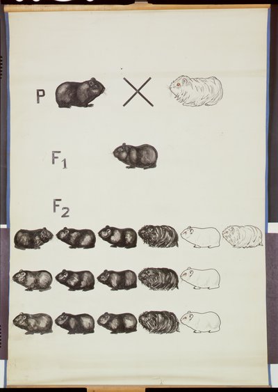 Poster, das Mendels Gesetz bei Meerschweinchen zeigt von German School